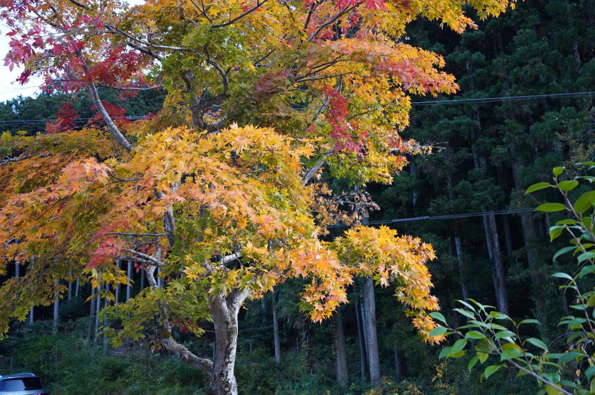 Satoyama Hotel Kanenone Tamba Maibara Exterior foto